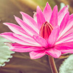 The Lotus Pink